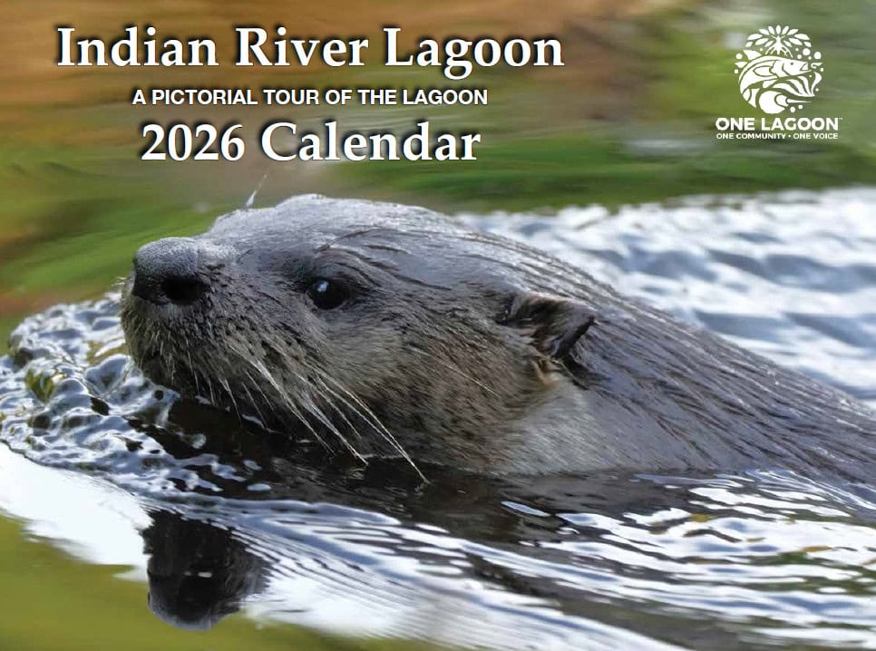 2026 Calendar Cover Indian River Lagoon 2026 Calendar cover featuring a river otter, One Lagoon photo contest